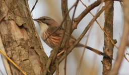 Beijing Babbler.jpg