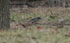 Red-billed Starling 2.jpg