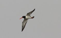 Eurasian Oystercatcher.jpg