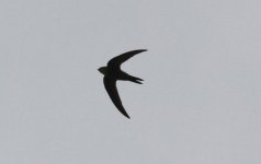 Pacific Swift.jpg