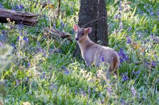 Chinese Water Deer comp.jpg