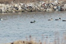 Falcated Duck.jpg