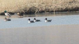 Northern Pintail.jpg