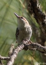 193 Brown Headed Nuthatch 2 4-4-2015.jpg