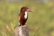 01 White-throated-Kingfisher-Carambolim-Lake-(13)-web.jpg