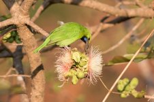 10 Golden-fronted-Leafbird-Verna-Plateau-(9)-web.jpg