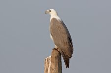 15 White-bellied Sea Eagle (14)-crop-web.jpg