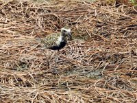 pac golden plover breed MP P900 DSCN3611.jpg