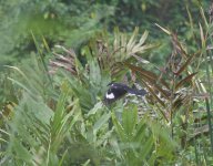 Pied Cuckoo @ Halus 2015 03 15 5L5A5549.jpg