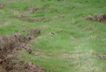 Wheatear Copcut Rise.jpg