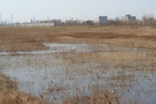 WetlandsPanjin2015MAR13.jpg