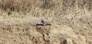 Eurasian Sparrowhawk 2.jpg