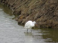 Little Egret fish 1.jpg