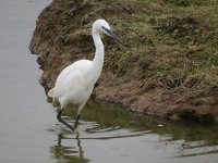 Little Egret.jpg