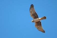 Northern Harrier.jpg