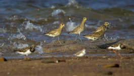 Shorebirds3 LR Syd GH4 sts80 9Mar 2015.jpg