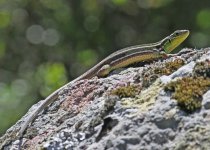 ALQ Balkan green lizard (Lacerta trilineata) 3 Agriosikos 220514_edited-1.jpg