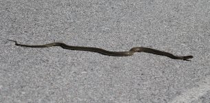 ALQ Snake Eastern Montpellier Snake malpolon insignitus Petrified Forest 160514_edited-1.jpg