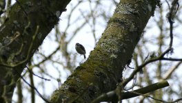 treecreeper hop.jpg