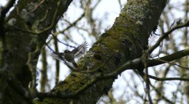 treecreeper flight.jpg