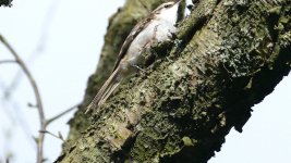 treecreeper close.jpg