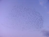 Starlings 15-03-15.jpg