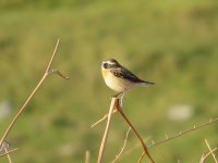 IMG_0177 Whinchat.JPG