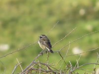 IMG_0185 Whinchat.JPG