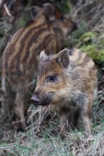 2015_03_14 (20)_Wild_Boar (533x800).jpg