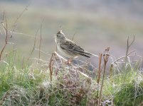 IMG_0099 Skylark.JPG