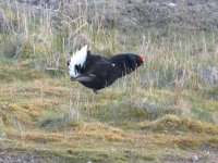 IMG_0235 Black Grouse.JPG