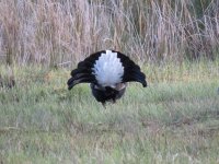 IMG_0252 Black Grouse.JPG