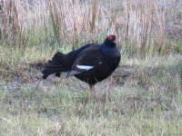 IMG_0260 Black Grouse.JPG