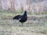 IMG_0271 Black Grouse.JPG