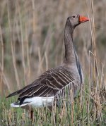 greylag-3.jpg