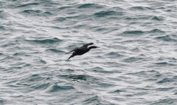 Pelagic Cormorant.jpg