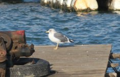 Yellow-legged Vega Gull.jpg