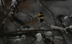 Yellow-throated Bunting.jpg