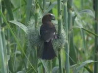 Thick Billed Weaver.jpg