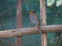 White  Browed Robin Chat.jpg