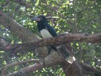 Trumpeter Hornbil.jpg