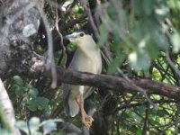 White Crowned Night Heron.jpg