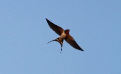 Barn Swallow.jpg