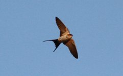 Red-rumped Swallow 2.jpg