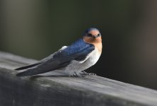 welcome swallow WW D810 300PF_DSC1812.jpg