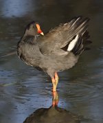 moorhen WW D810 300PF_DSC2305.jpg