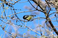 Yellow-bellied Tit.jpg