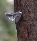 grey fantail WW D810 300PF_DSC1820.jpg