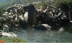 Griffon Vultures bathing, Morocco.JPG