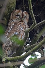 Tawny Owl20150317Muggleswick (25).jpg